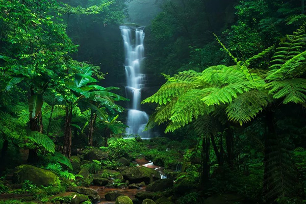原始秘境桫欏國家級自然保護區(qū) 原始秘境桫欏國家級自然保護區(qū).jpg