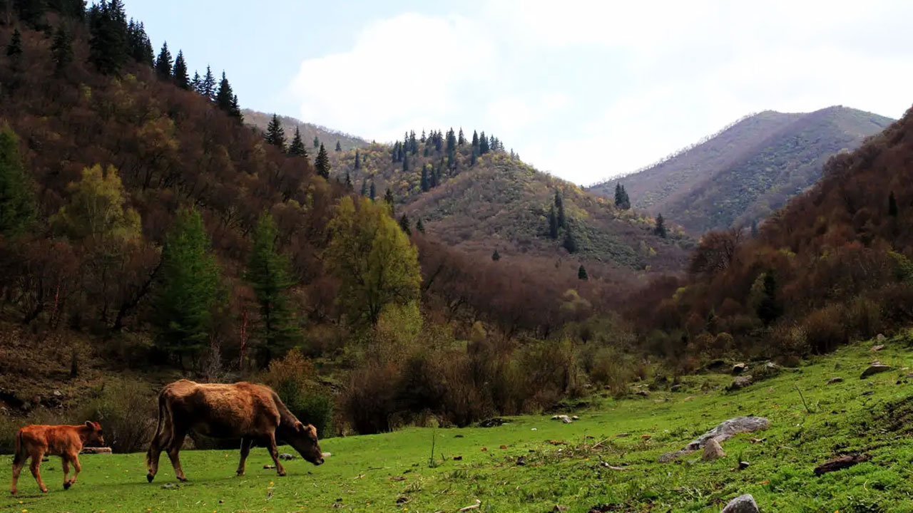 吐魯溝國家森林公園 吐魯溝國家森林公園.jpg